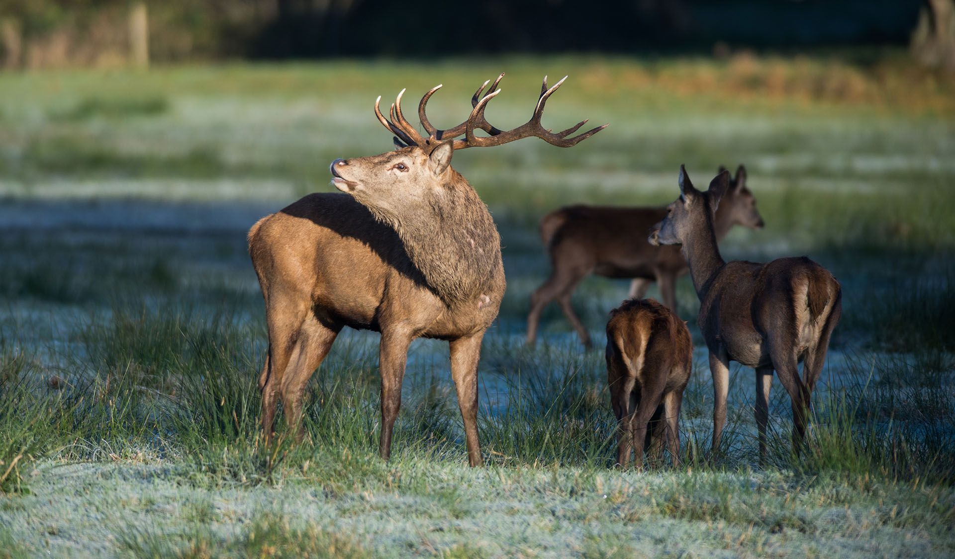 hirschjagd-in-zlotoryja-jagd-auf-rothirsch-zlotoryja