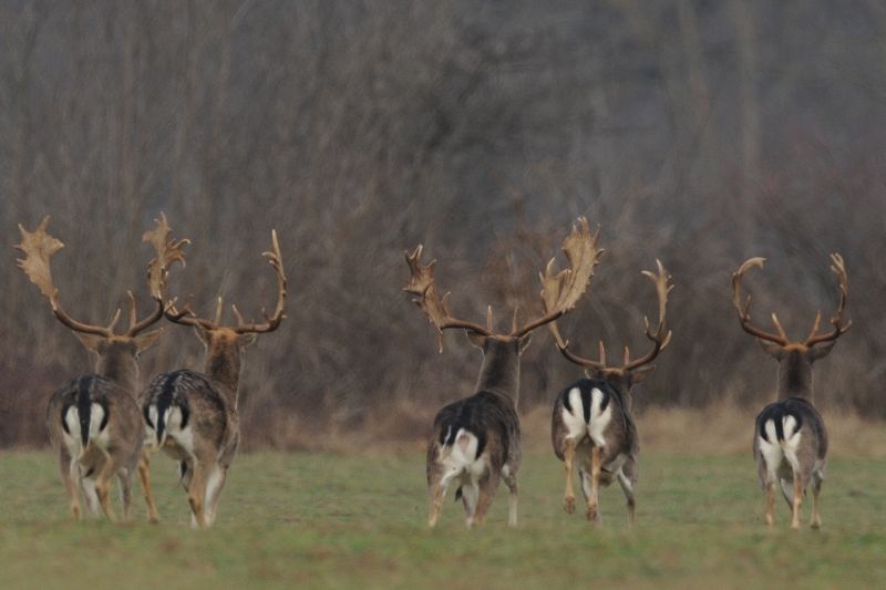 Damhirsch-Kolonie im Munotgraben zu gross - Vaterland online