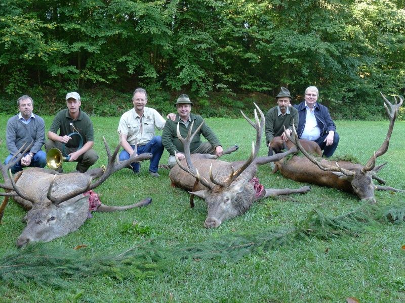 Rothirsch In Ungarn Jagd In Ungarn Zum Festpreis