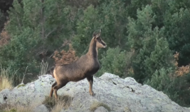Chamois hunting in France