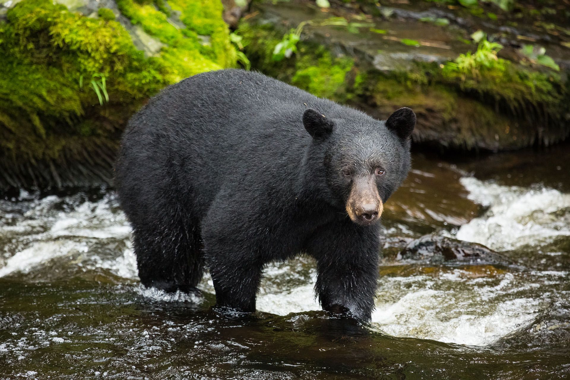 Schwarzbärenjagd auf Vancouver Island Kanada