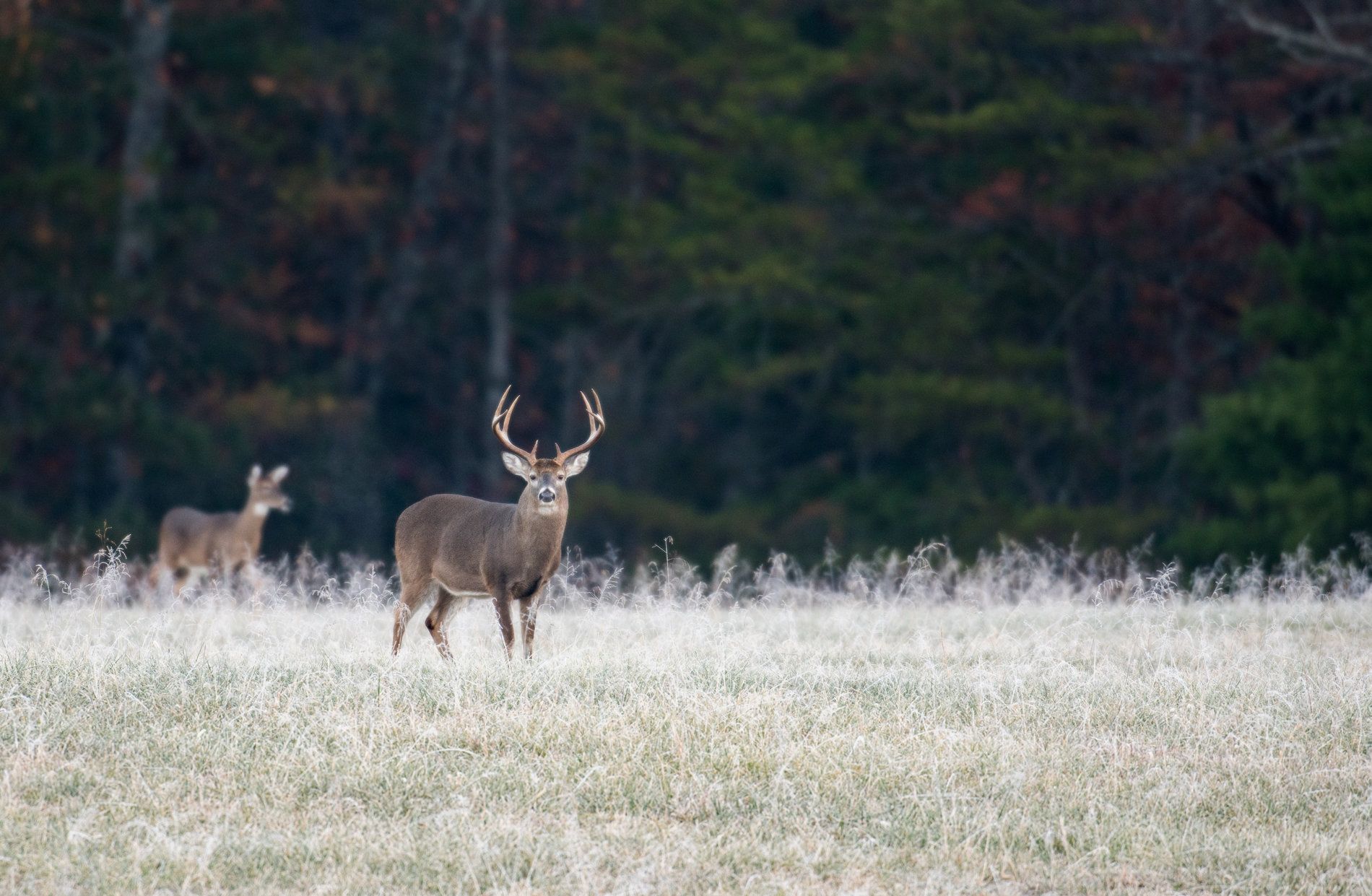 weißwedelhirsch jagd finnland eu