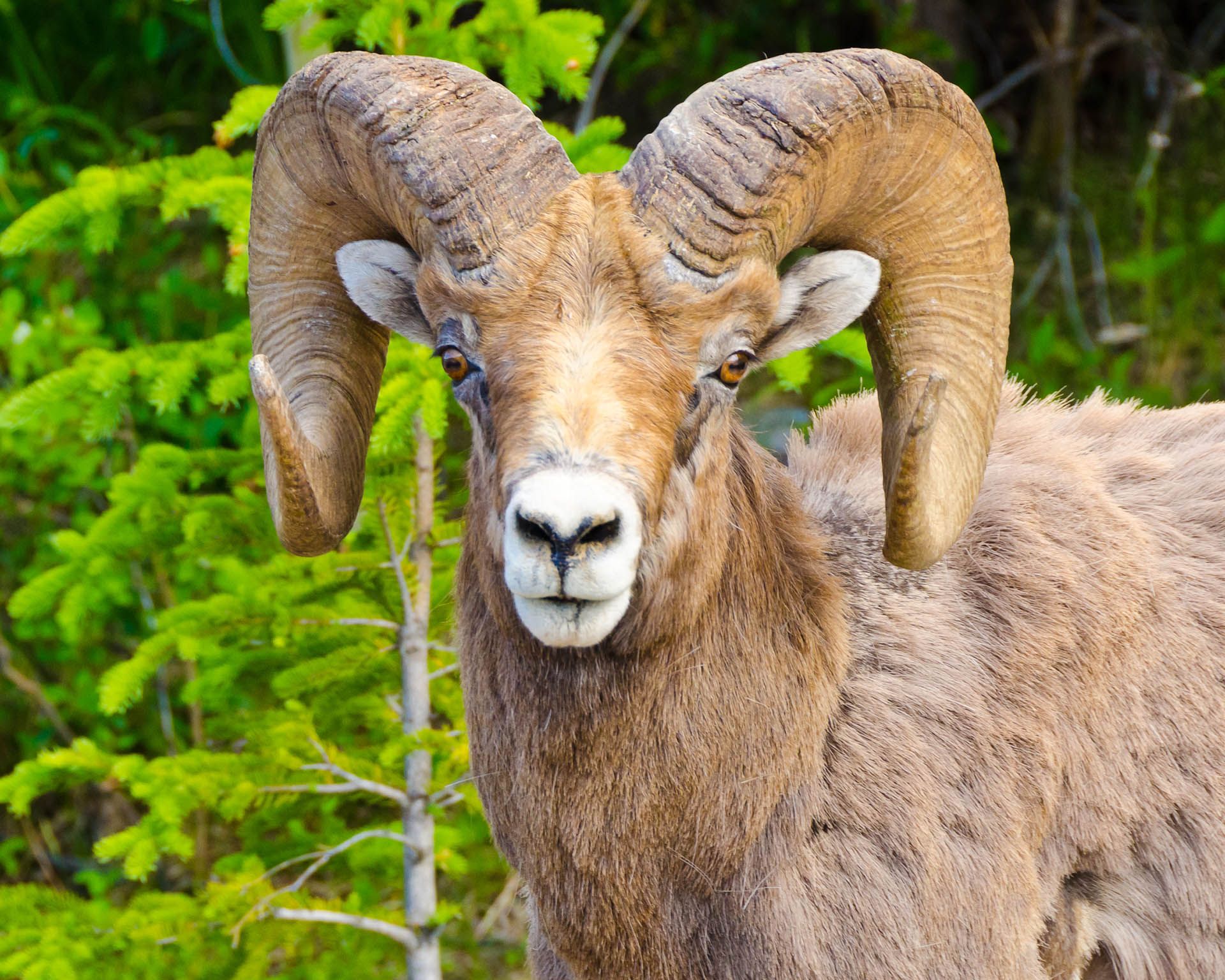 Argali | Das große Wildschaf aus der Arktis